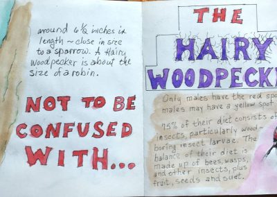 Downy and hairy woodpecker, Crawfordsville, November 2020