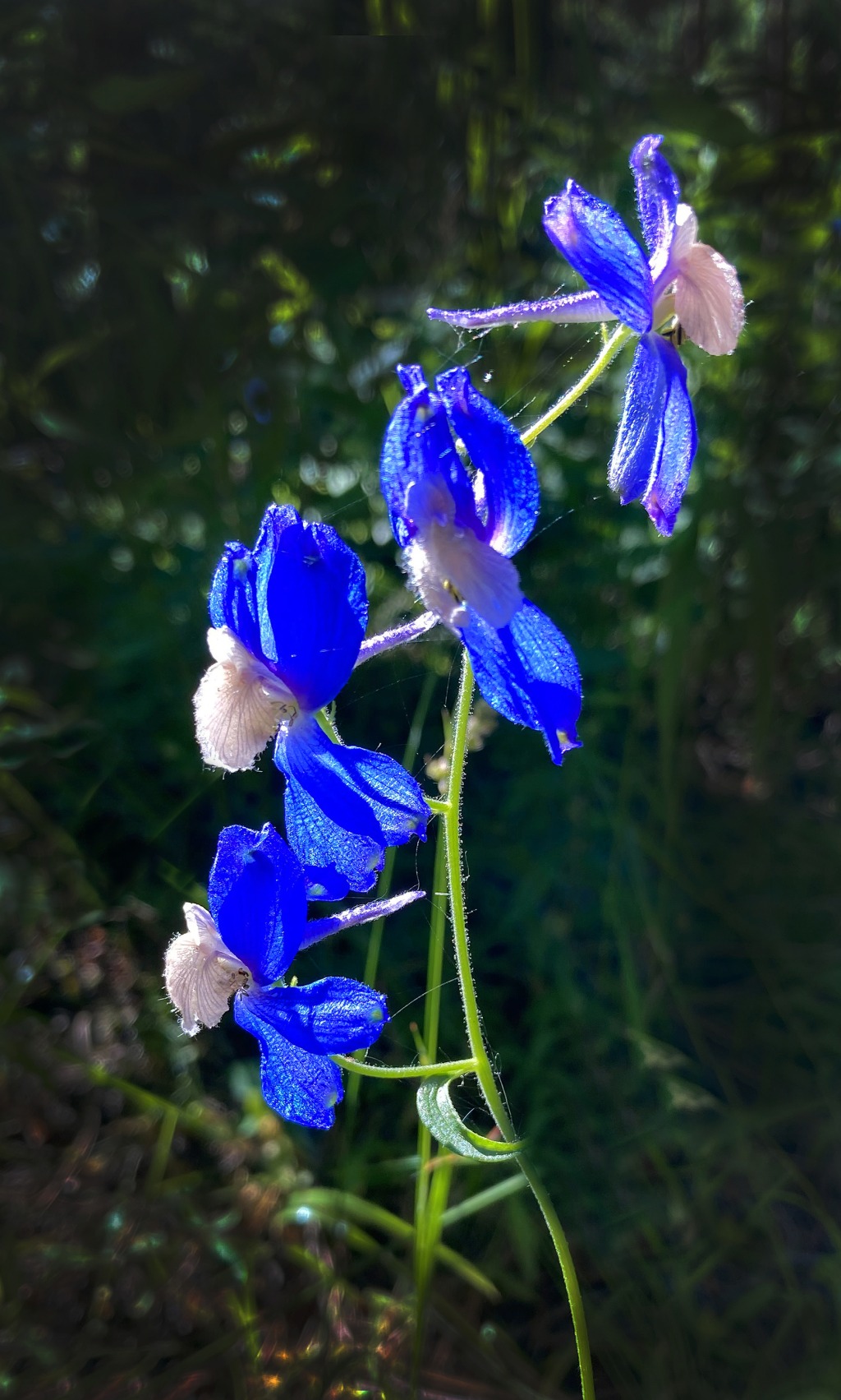 Larkspur1