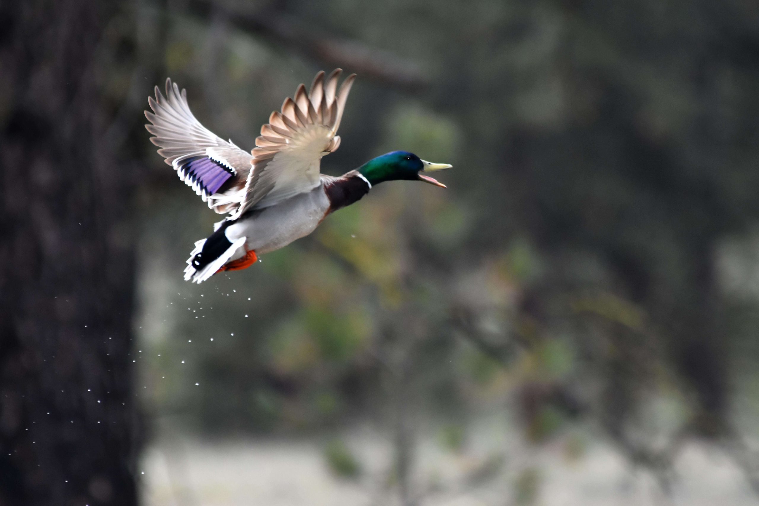 Mallard