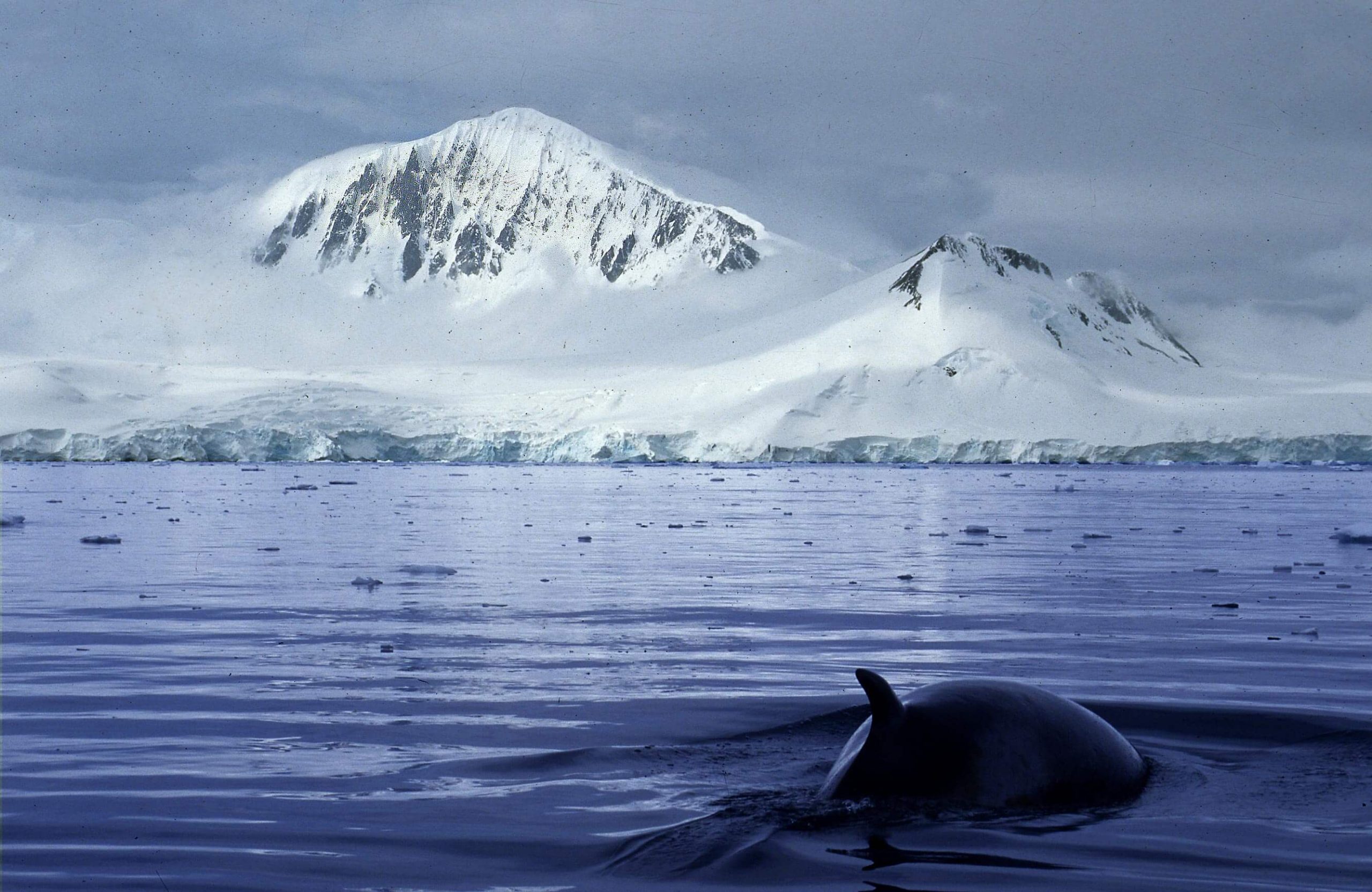 MinkeWhaleAntarct