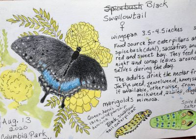 Swallowtail butterfly, Columbia Park, Lafayette, Indiana, August 2021