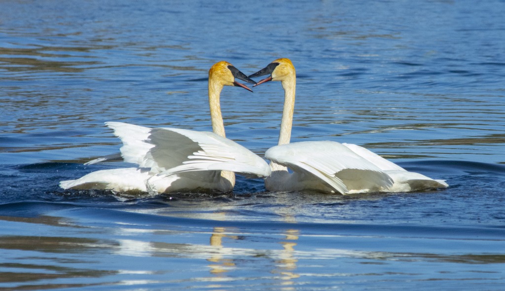 Swans1