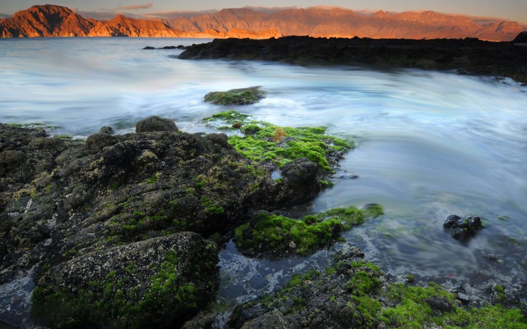 Tide Pool