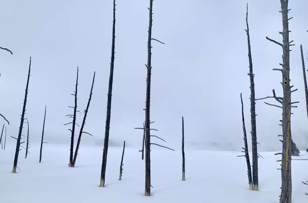 Yellowstone December