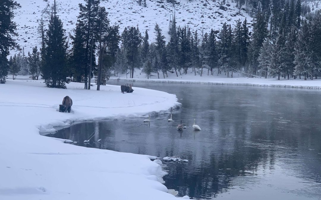 Bison and Swans