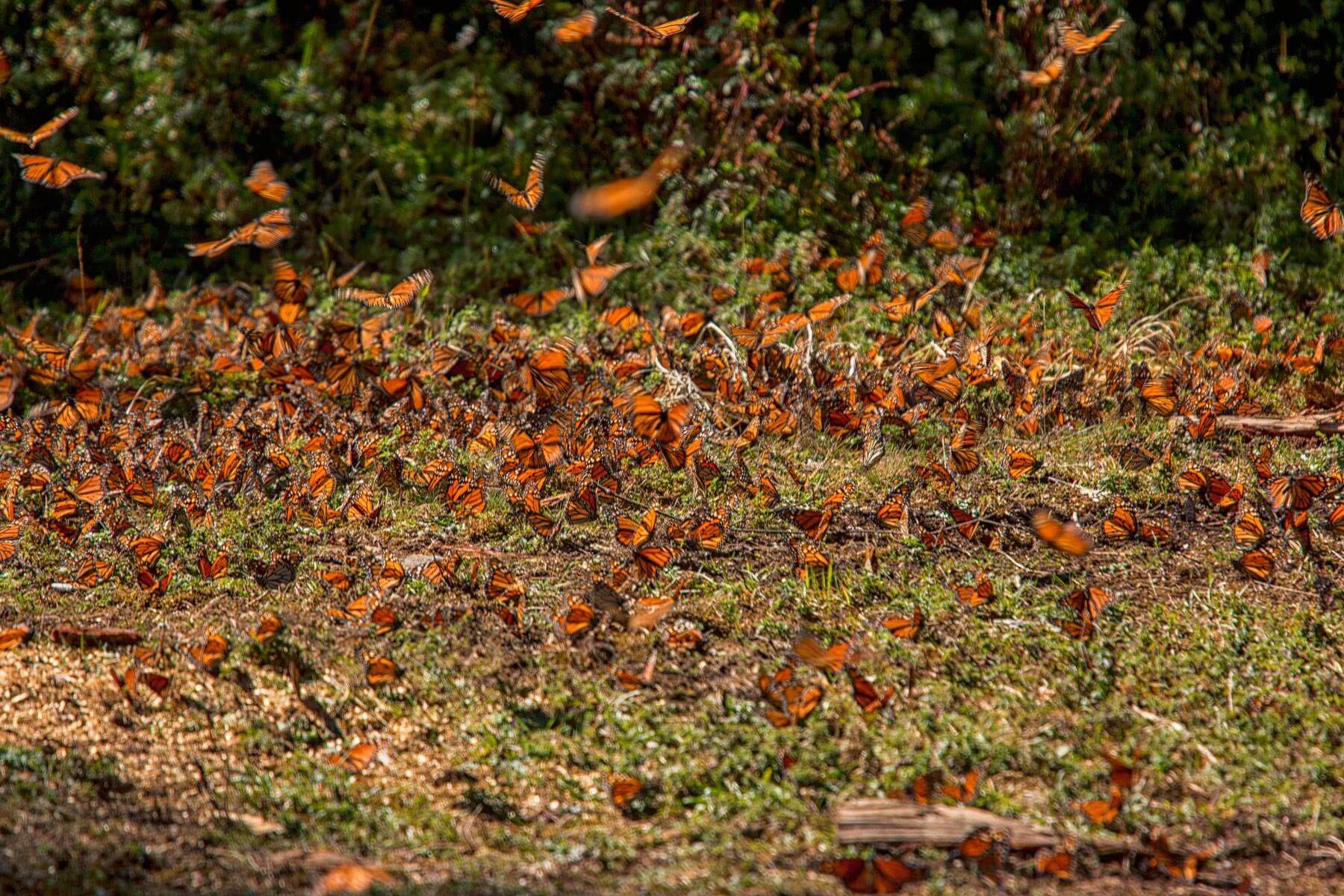 monarchs