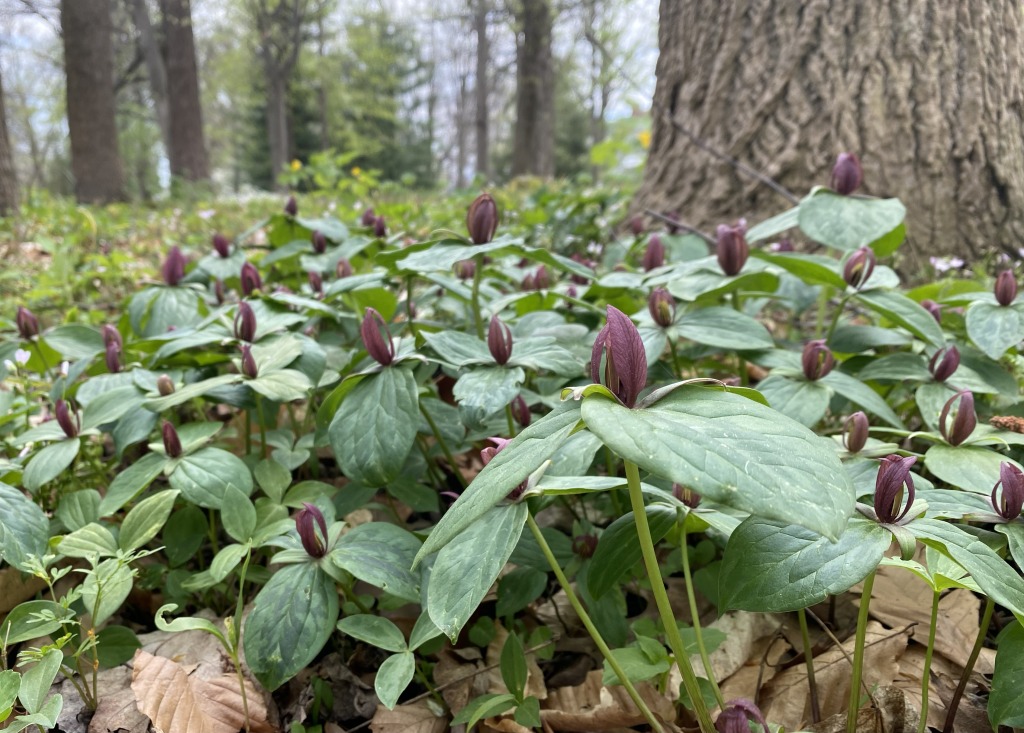 trillium